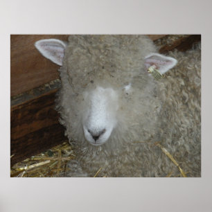 Sheep at the county fair poster