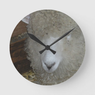 Sheep at the county fair round clock