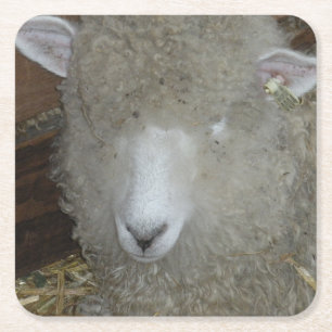 Sheep at the county fair square paper coaster