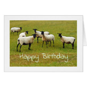 Sheep Birthday card