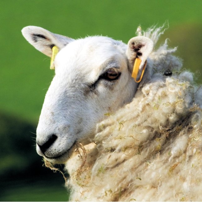 SHEEP BOTTLE OPENER (A photographic design of a cute sheep.)