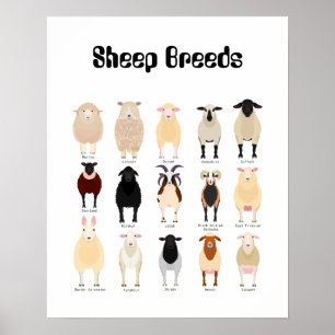 sheep breeds chart