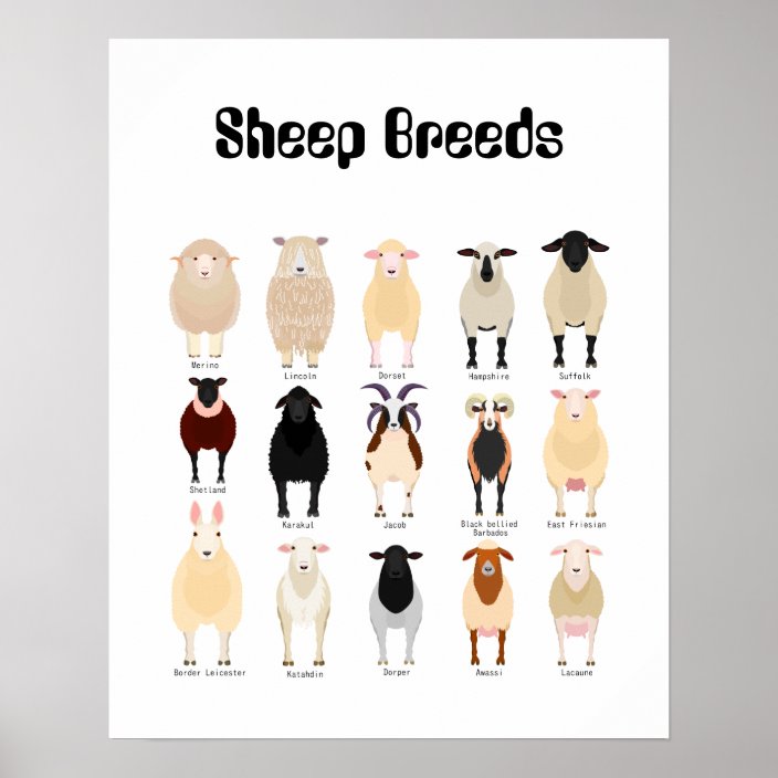 sheep breeds chart Zazzle.co.uk