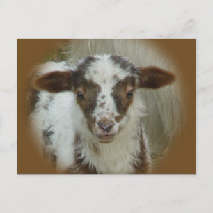 Sheep - Brown Spotted Lamb Postcard