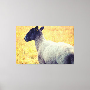 Sheep Canvas Print