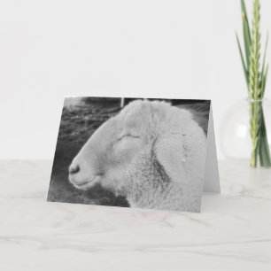 Sheep Card