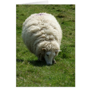 Sheep Card