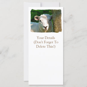 SHEEP CARDS