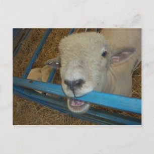 Sheep Chewing Gate Postcard