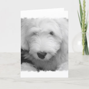 Sheep Dog Photo Greeting Card