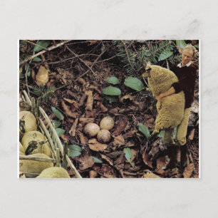 Sheep eggs - invitation postcard