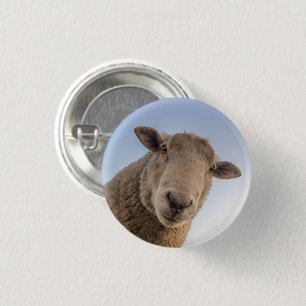 Sheep Face Close-up Looking Down 3 Cm Round Badge