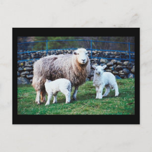 Sheep Family Postcard