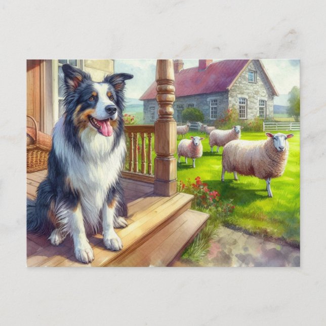 Sheep Farm and Border Collie Postcard (Front)