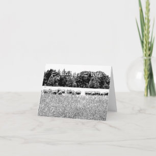 SHEEP FIELD PHOTO ANIMAL NOTE CARD