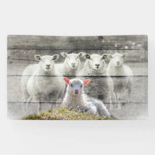 Sheep Flock Baby Lamb Banner