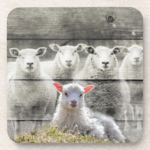 Sheep Flock Baby Lamb Coaster