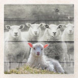 Sheep Flock Baby Lamb Glass Coaster