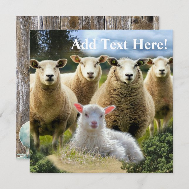 Sheep Flock Sheep Herd Baby Lamb Card (Front/Back)