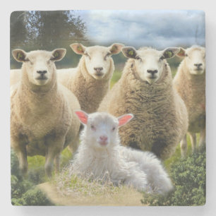 Sheep Flock Sheep Herd Baby Lamb Sheep Farm Stone Coaster