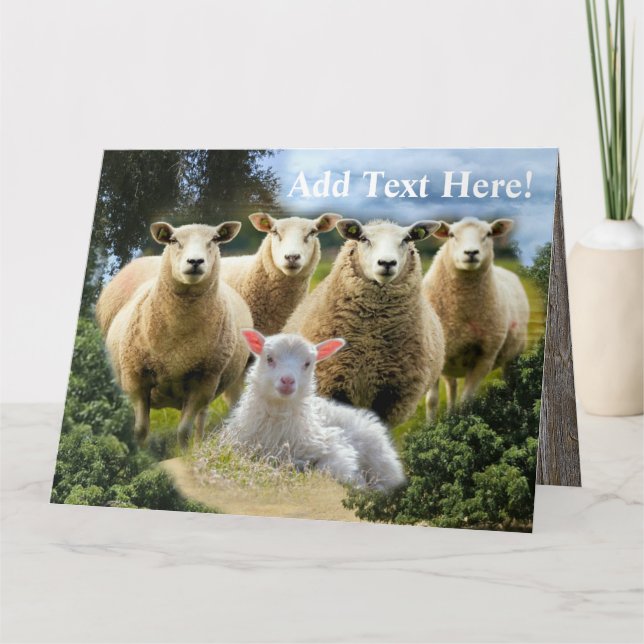Sheep Flock Sheep Herd Baby Lamb Thank You Card (Front)