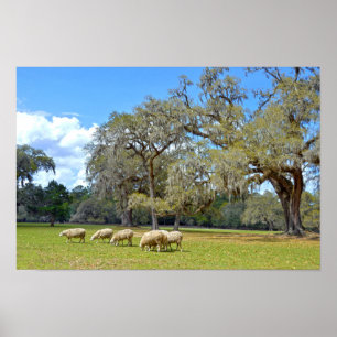 Sheep Grazing at Middleton Place, South Carolina Poster