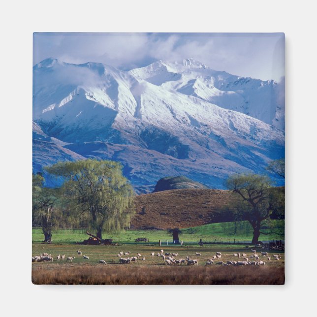 Sheep grazing below the snow-capped Harris Magnet (Front)