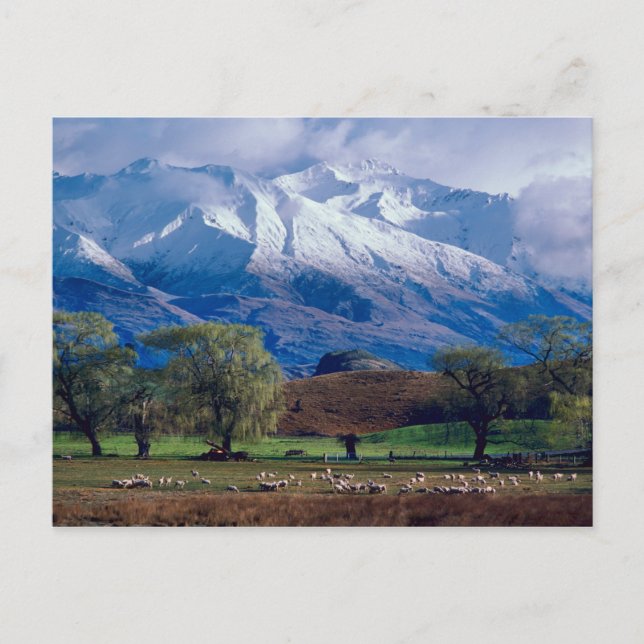 Sheep grazing below the snow-capped Harris Postcard (Front)