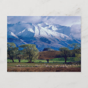 Sheep grazing below the snow-capped Harris Postcard