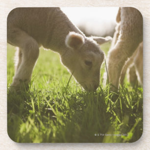 Sheep Grazing in Grass Coaster