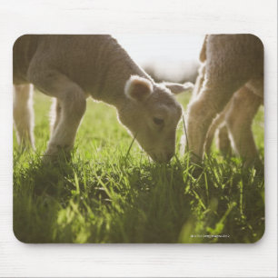 Sheep Grazing in Grass Mouse Mat