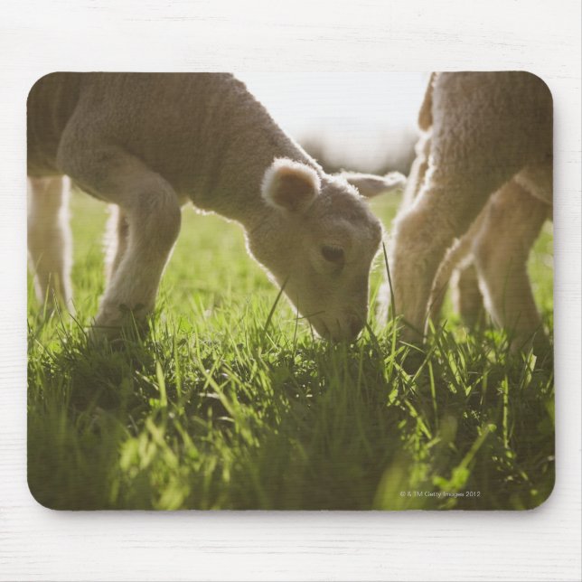 Sheep Grazing in Grass Mouse Mat (Front)
