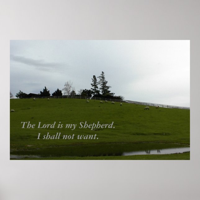 Sheep Grazing in Green Pasture Near Pond Poster (Front)