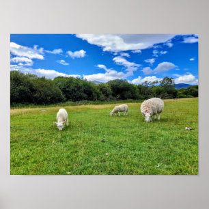 Sheep Grazing in the English Countryside Poster