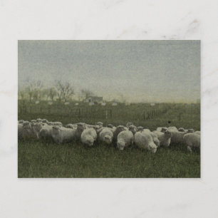 sheep grazing photo 1918 postcard