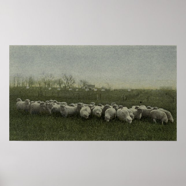 sheep grazing photo 1918 poster (Front)