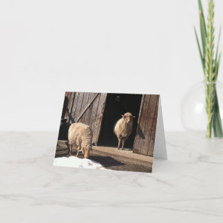 Sheep Greeting Card