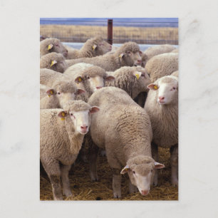 Sheep Herd Postcard