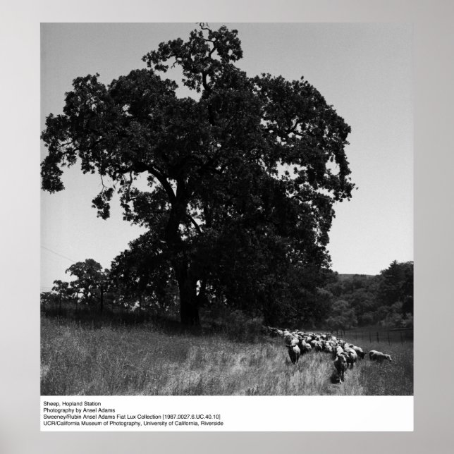 Sheep, Hopland Station, by Ansel Adams Poster (Front)