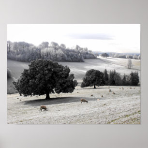 Sheep in a frosty field poster