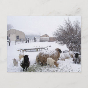 Sheep In April Snow Postcard