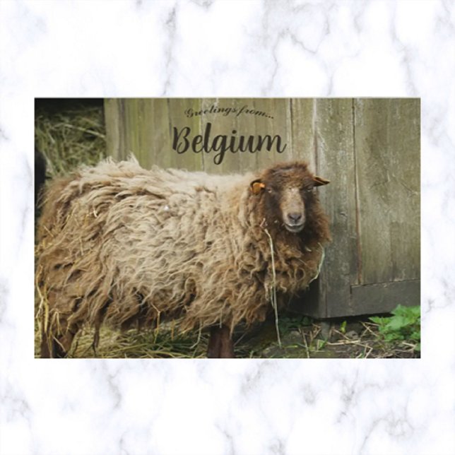 Sheep in Belgium Postcard (Creator Uploaded)