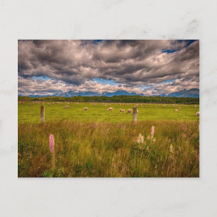 Sheep in Fiordland, Te Anau, New Zealand Postcard