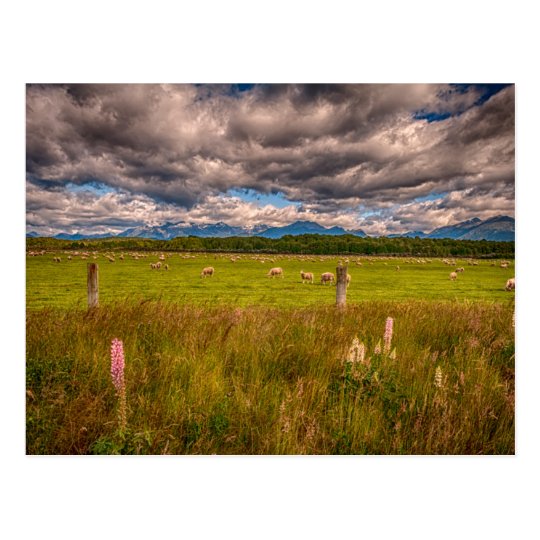 Sheep in Fiordland, Te Anau, New Zealand Postcard