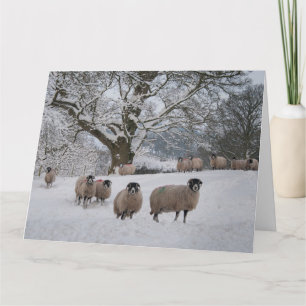 Sheep in Snow  Card