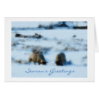 Sheep in snow Christmas card