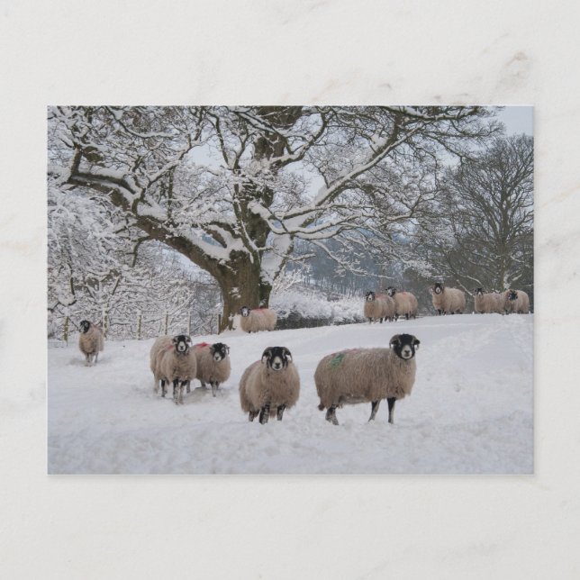Sheep in Snow Postcard (Front)