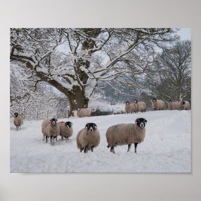 Sheep in Snow Poster (Front)