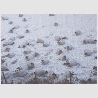 Sheep in snow tissue paper