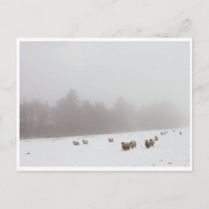 Sheep in the Mist Postcard